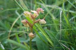 Frog Orchids nr Beachy Head
